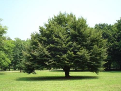 Многолетники для северной стороны сада. Самые морозостойкие многолетники для севера — широкий выбор для каждого цветовода 10 Многолетники для северной стороны сада. Самые морозостойкие многолетники для севера — широкий выбор для каждого цветовода 10