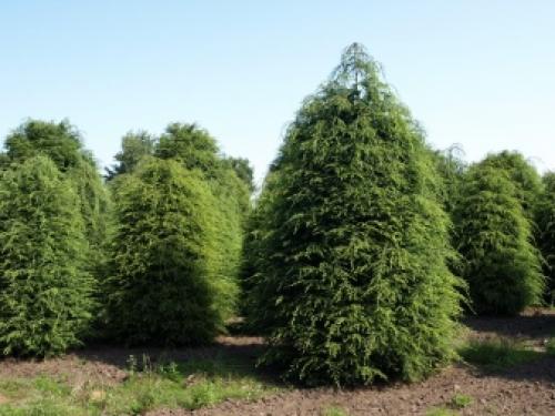 Многолетники для северной стороны сада. Самые морозостойкие многолетники для севера — широкий выбор для каждого цветовода 08 Многолетники для северной стороны сада. Самые морозостойкие многолетники для севера — широкий выбор для каждого цветовода 08