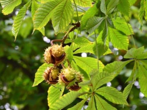 Многолетники для северной стороны сада. Самые морозостойкие многолетники для севера — широкий выбор для каждого цветовода 09 Многолетники для северной стороны сада. Самые морозостойкие многолетники для севера — широкий выбор для каждого цветовода 09