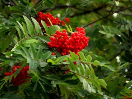 Многолетники для северной стороны сада. Самые морозостойкие многолетники для севера — широкий выбор для каждого цветовода 12 Многолетники для северной стороны сада. Самые морозостойкие многолетники для севера — широкий выбор для каждого цветовода 12
