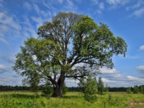 Многолетники для северной стороны сада. Самые морозостойкие многолетники для севера — широкий выбор для каждого цветовода 03 Многолетники для северной стороны сада. Самые морозостойкие многолетники для севера — широкий выбор для каждого цветовода 03