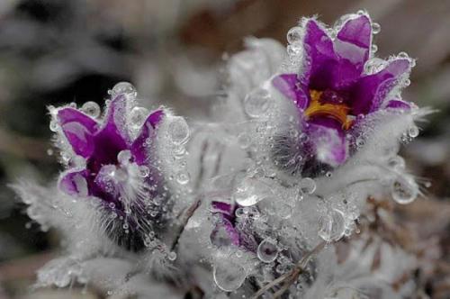 Многолетники для северной стороны сада. Самые морозостойкие многолетники для севера — широкий выбор для каждого цветовода