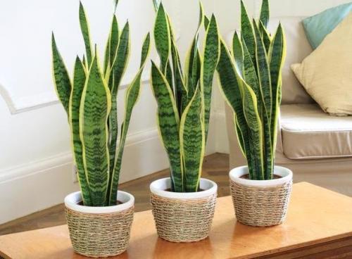 Неубиваемые комнатные растения. Зеленые экстремалы: 10 «неубиваемых» растений для вашего дома