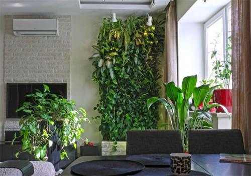 Свисающие комнатные растения. Почему стоит выращивать в квартире лианы?