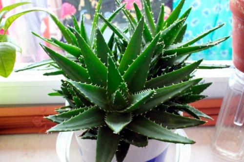 Какие комнатные растения можно. Какие цветы должны быть в доме обязательно