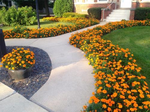 Низкорослые цветы для клумбы. Низкорослые бордюрные цветы однолетние и многолетние, фото на клумбах