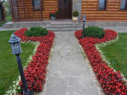 Низкорослые цветы для клумбы. Низкорослые бордюрные цветы однолетние и многолетние, фото на клумбах