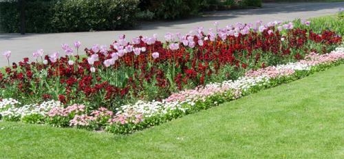 Низкорослые цветы для клумбы. Низкорослые бордюрные цветы однолетние и многолетние, фото на клумбах