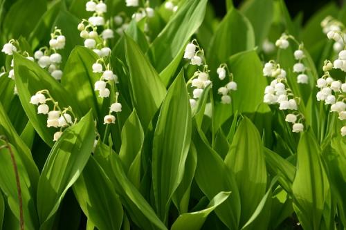 Многолетние неприхотливые цветы. 50 самых неприхотливых цветов для дачи: многолетники и однолетние для ленивых и работяг