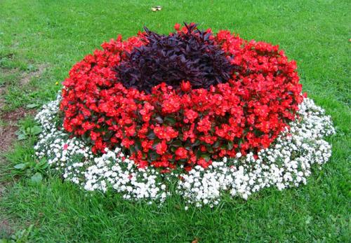 Низкорослые цветы для клумбы. Низкорослые бордюрные цветы однолетние и многолетние, фото на клумбах