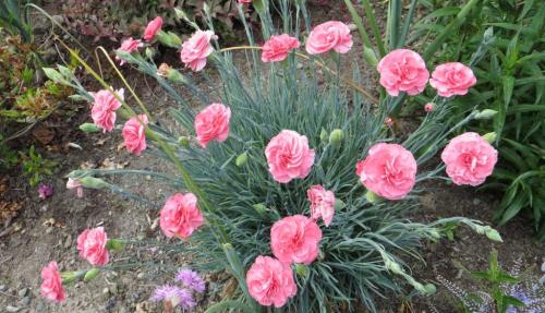 Цветы для клумбы непрерывного цветения. Однолетники