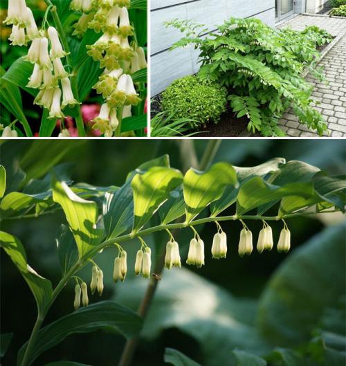 Цветы для клумбы каталог. Описание садовых многолетних цветов для дачи с названиями и фото