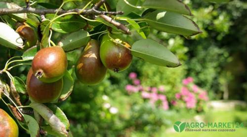 Планировка плодово-фруктового сада и огорода. Планировка сада: 3 варианта на любой вкус 21