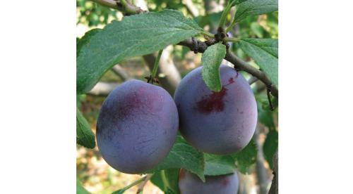 Планировка плодово-фруктового сада и огорода. Планировка сада: 3 варианта на любой вкус 02