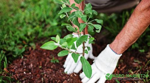 Планировка плодово-фруктового сада и огорода. Планировка сада: 3 варианта на любой вкус 23