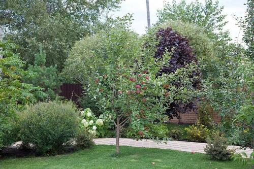 Планировка плодово-фруктового сада и огорода. Планировка сада: 3 варианта на любой вкус 18