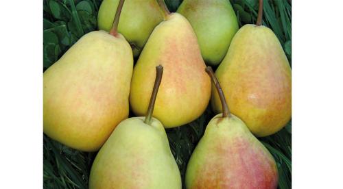 Планировка плодово-фруктового сада и огорода. Планировка сада: 3 варианта на любой вкус 01