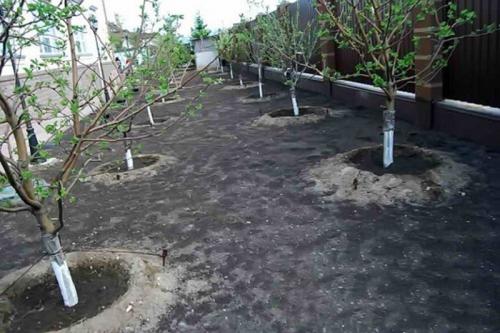 Планировка плодово-фруктового сада и огорода. Планировка сада: 3 варианта на любой вкус 19