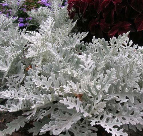 Многолетники с белыми цветами. Подбор ассортимента травянистых видов с белыми цветками