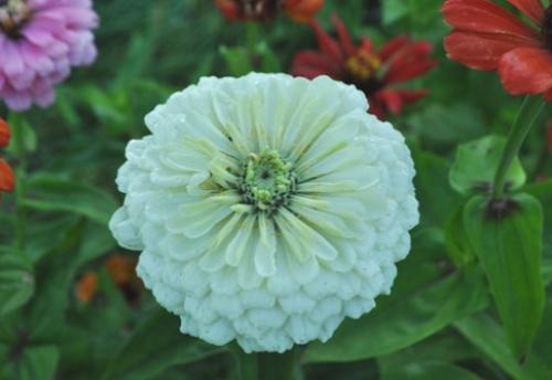 Многолетники с белыми цветами. Подбор ассортимента травянистых видов с белыми цветками