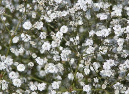 Многолетники с белыми цветами. Подбор ассортимента травянистых видов с белыми цветками