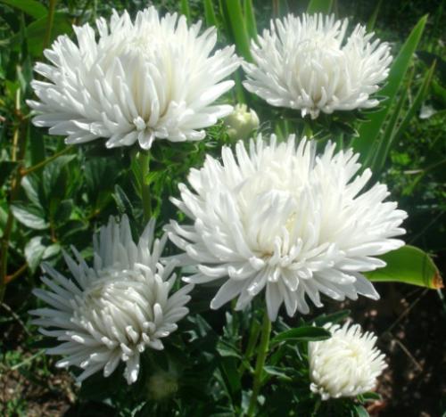 Многолетники с белыми цветами. Подбор ассортимента травянистых видов с белыми цветками