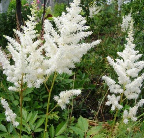 Многолетники с белыми цветами. Подбор ассортимента травянистых видов с белыми цветками