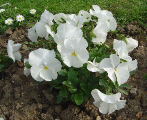 Многолетники с белыми цветами. Подбор ассортимента травянистых видов с белыми цветками