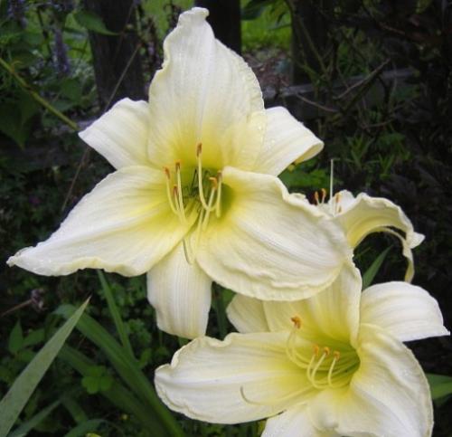 Многолетники с белыми цветами. Подбор ассортимента травянистых видов с белыми цветками