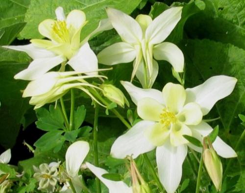 Многолетники с белыми цветами. Подбор ассортимента травянистых видов с белыми цветками