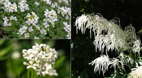 Многолетники с белыми цветами. Подбор ассортимента травянистых видов с белыми цветками 18
