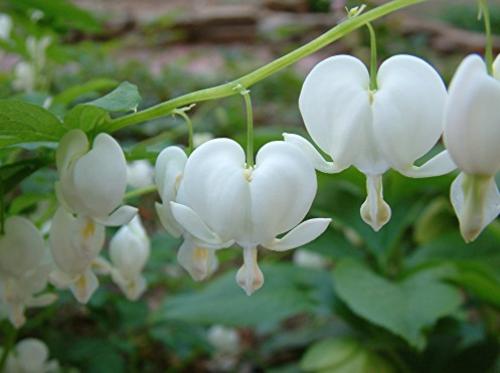 Многолетники с белыми цветами. Подбор ассортимента травянистых видов с белыми цветками