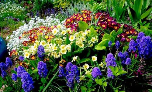 Многолетники для красивой клумбы. Преимущества многолетних растений для клумбы