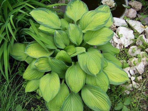 Что из овощей можно посадить в тени вдоль забора. Особенности выращивания овощей в полутени 01 Что из овощей можно посадить в тени вдоль забора. Особенности выращивания овощей в полутени 01