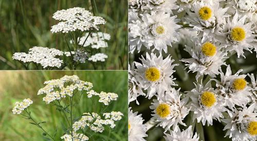 Как составить белый цветник. Трудности при создании белого сада 16 Как составить белый цветник. Трудности при создании белого сада 16