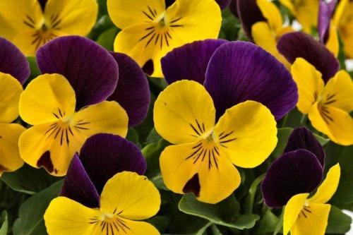 Виола ампельная сорта. Виола (50 фото): виды, уход и посадка в открытом грунте