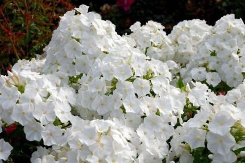 Белый цветы. Белые цветы: названия, фото и описания (каталог)