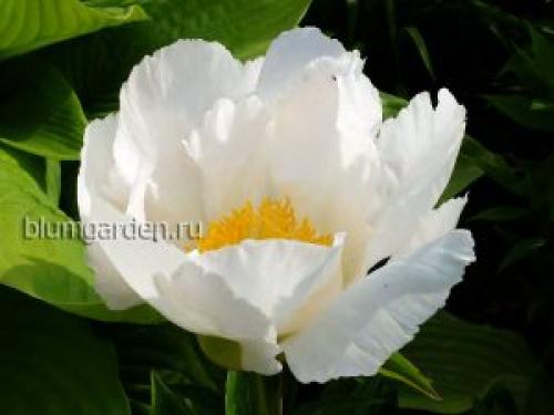 Белый цветок с желтой серединкой название. белые с желтой серединкой