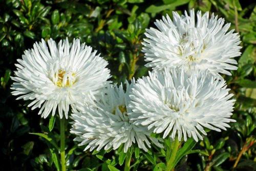 Белый цветы. Белые цветы: названия, фото и описания (каталог)