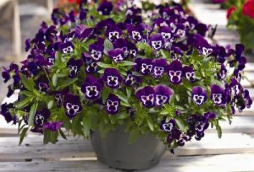 Виола ампельная в кашпо. Разновидности 01 Виола ампельная в кашпо. Разновидности 01