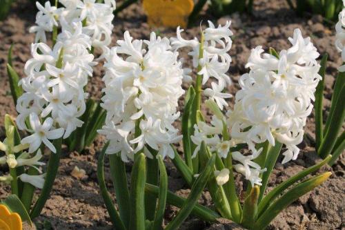 Белый цветы. Белые цветы: названия, фото и описания (каталог)