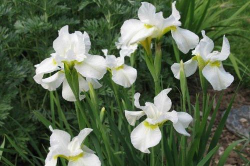 Белый цветы. Белые цветы: названия, фото и описания (каталог)