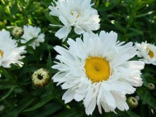 Белый цветок с желтой серединкой название. белые с желтой серединкой