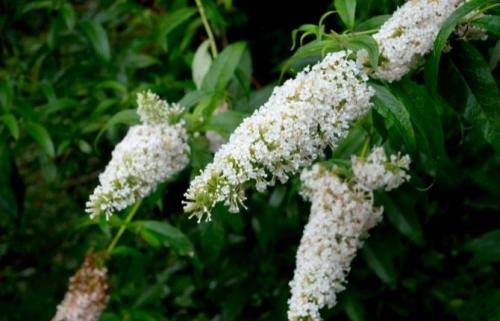 Высокие зимостойкие многолетники. 49 зимостойких многолетних декоративных кустарников, цветущих все лето