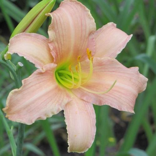 Неприхотливые высокие многолетники. Высокие многолетники, цветущие все лето