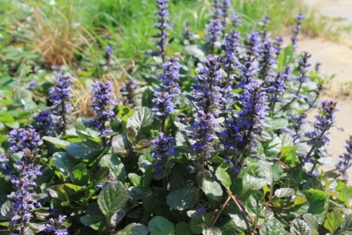 Неприхотливые высокие многолетники. Высокие многолетники, цветущие все лето