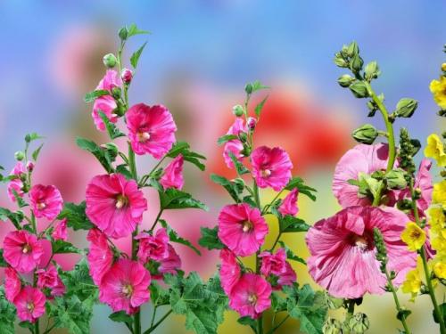 Неприхотливые высокие многолетники. Высокие многолетники, цветущие все лето