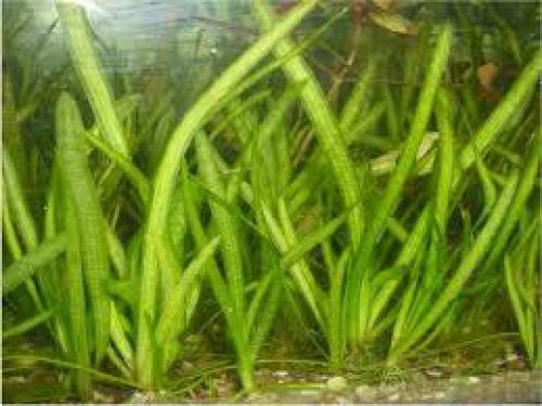 Нужны ли в аквариуме растения. Нужны ли живые растения в аквариуме?