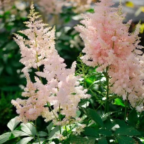 Неприхотливые высокие многолетники. Высокие многолетники, цветущие все лето