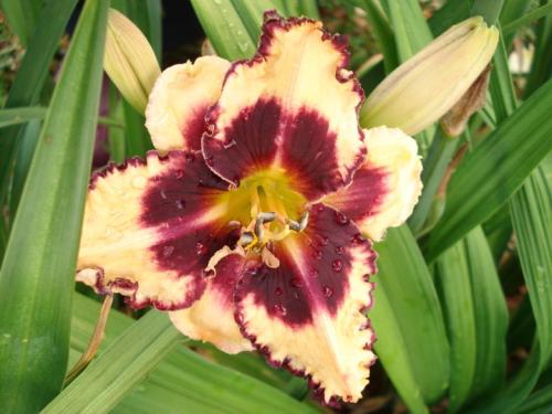 Неприхотливые высокие многолетники. Высокие многолетники, цветущие все лето